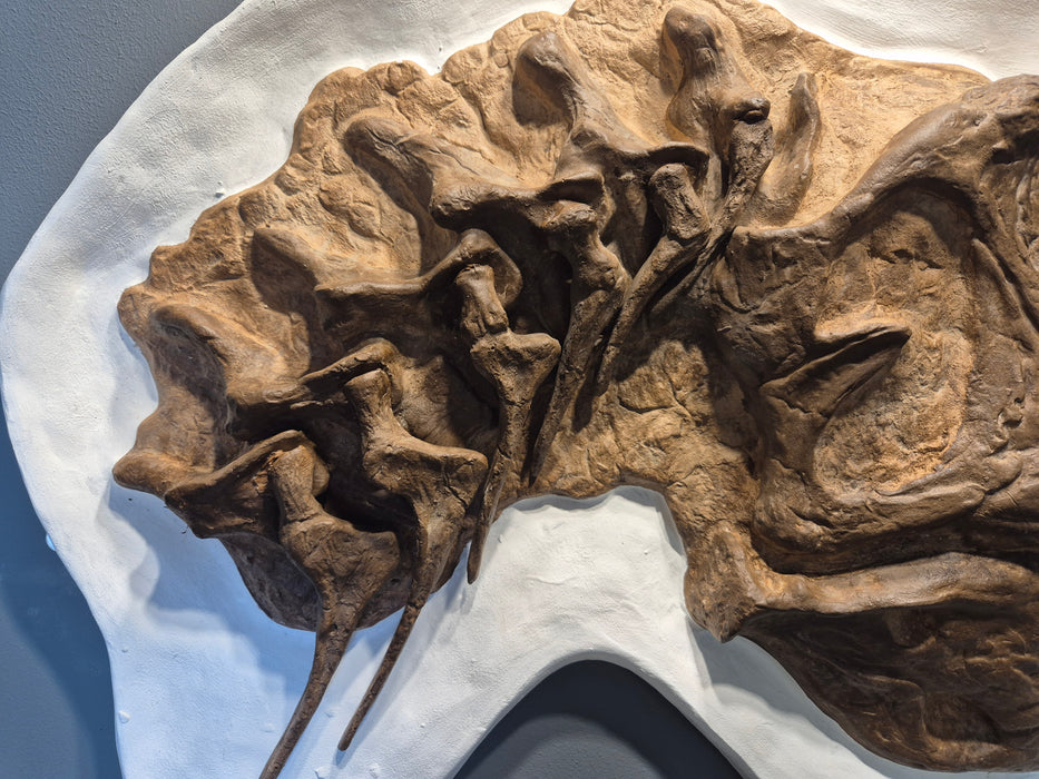 4 Year Old Tyrannosaurus rex Skull In Display Jacket