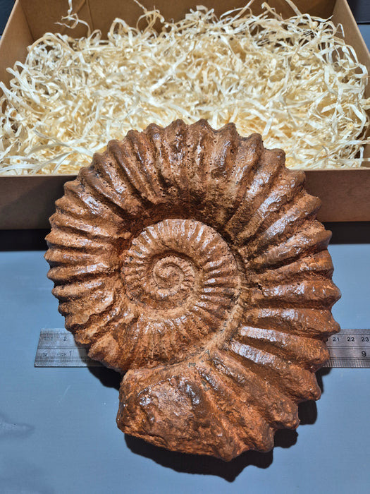 Large Acanthoceras Ammonite Cast