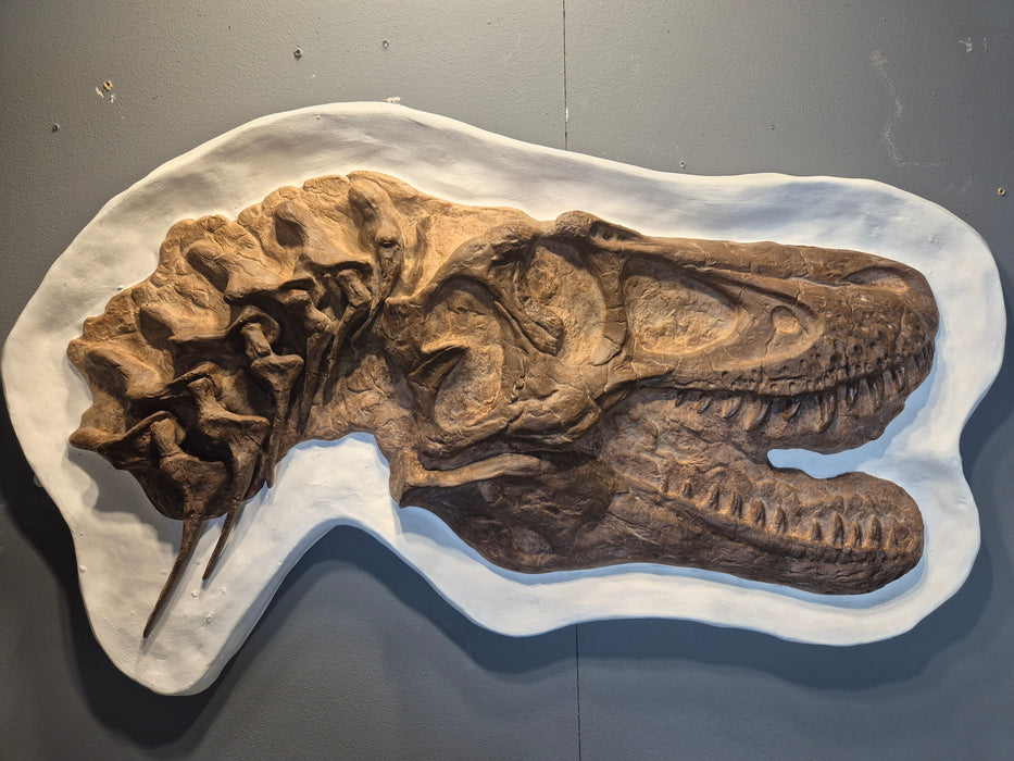 4 Year Old Tyrannosaurus rex Skull In Display Jacket