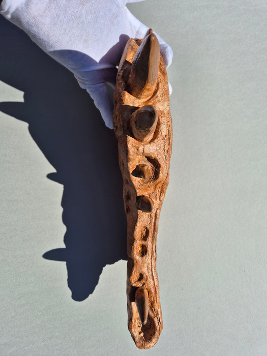 Spinosaurus Jaw replica cast for sale