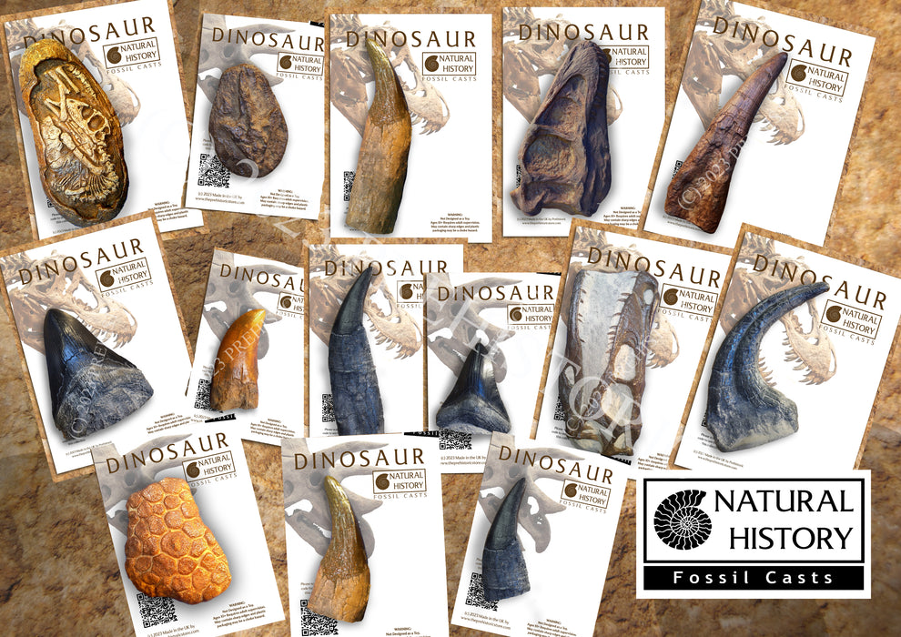 Entire Set Natural History Fossil Casts Save £££'s on Discount and Shipping
