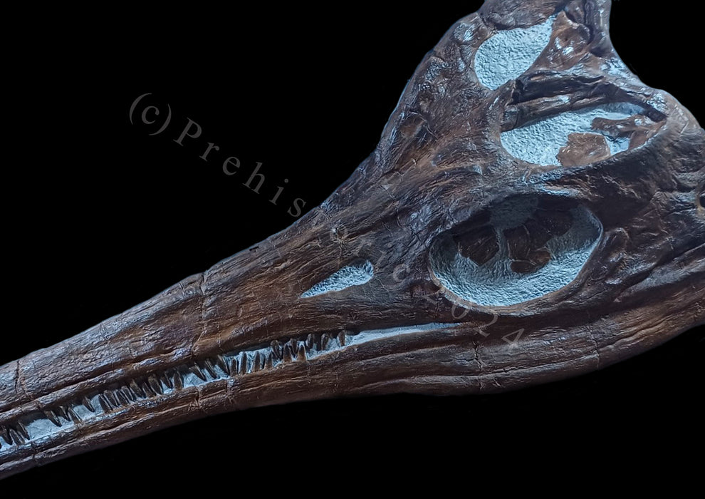 Icthyosaurus replica skull 5 feet long. British Jurassic coast sea dragon, sea monster discovered