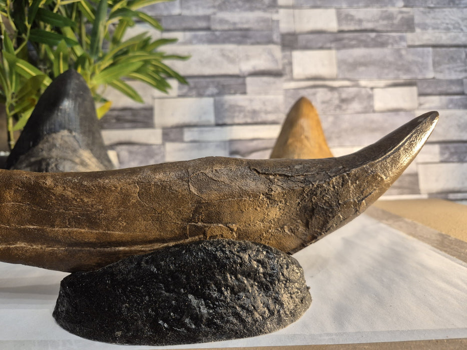 Tyrannosaurus rex tooth, how powerful was T rex's bite?
