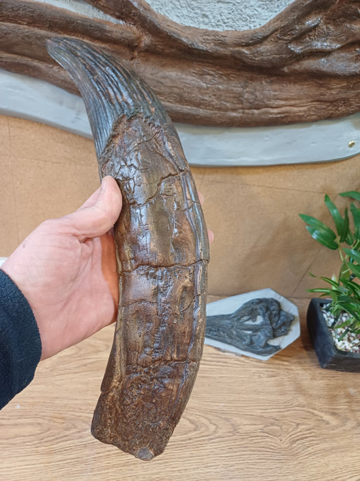 Pliosaurus tooth replica from a 3 meter skull  available from the Prehistoric Store