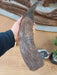 Dorset Pliosaur - Jurassic Coast Pliosaur Massive tooth replica from a Pliosaurus with a head 3 meters long. Display prop replica