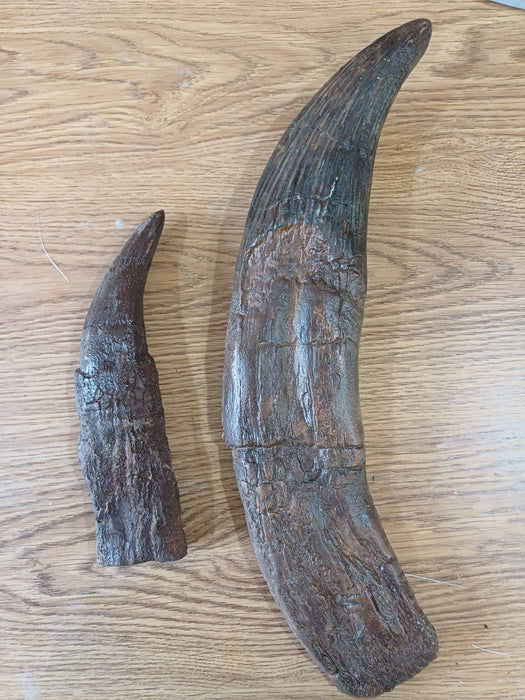 T rex tooth Versus Pliosaurus tooth Replica teeth available from The Prehistoric Store