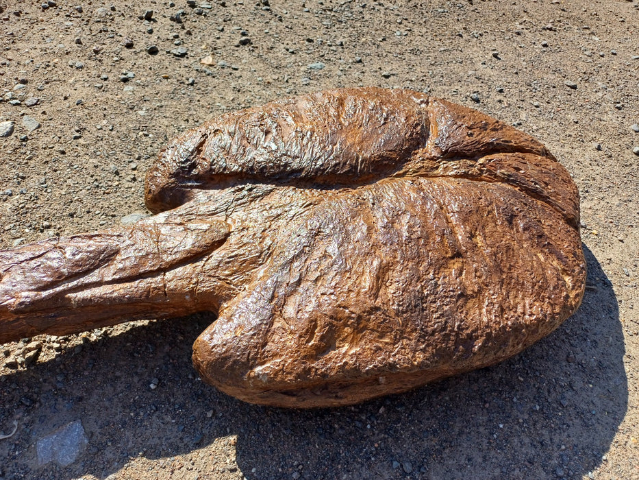 Ankylosaurus magniventris Tail Club Replica Life Size