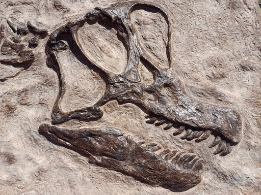 Brachiosaurus skull replica
