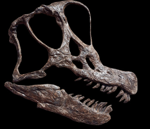 Brachiosaurus life sized skull replica from the Prehistoric Store