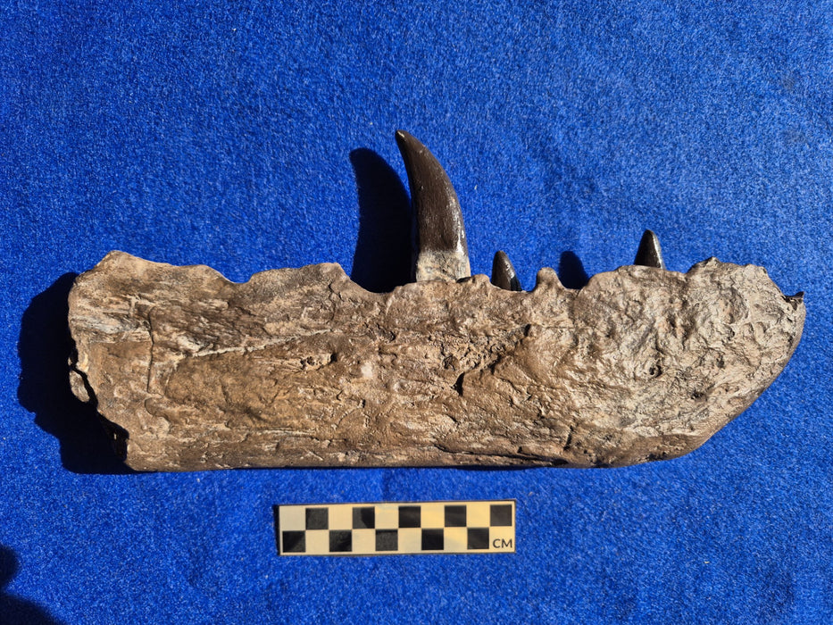 Megalosaurus Dinosaur jaw replica, original found by William Buckland