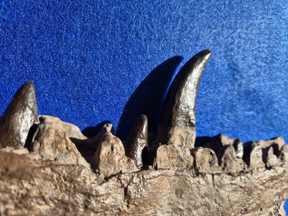 Megalosaurus Dinosaur jaw replica, original found by William Buckland