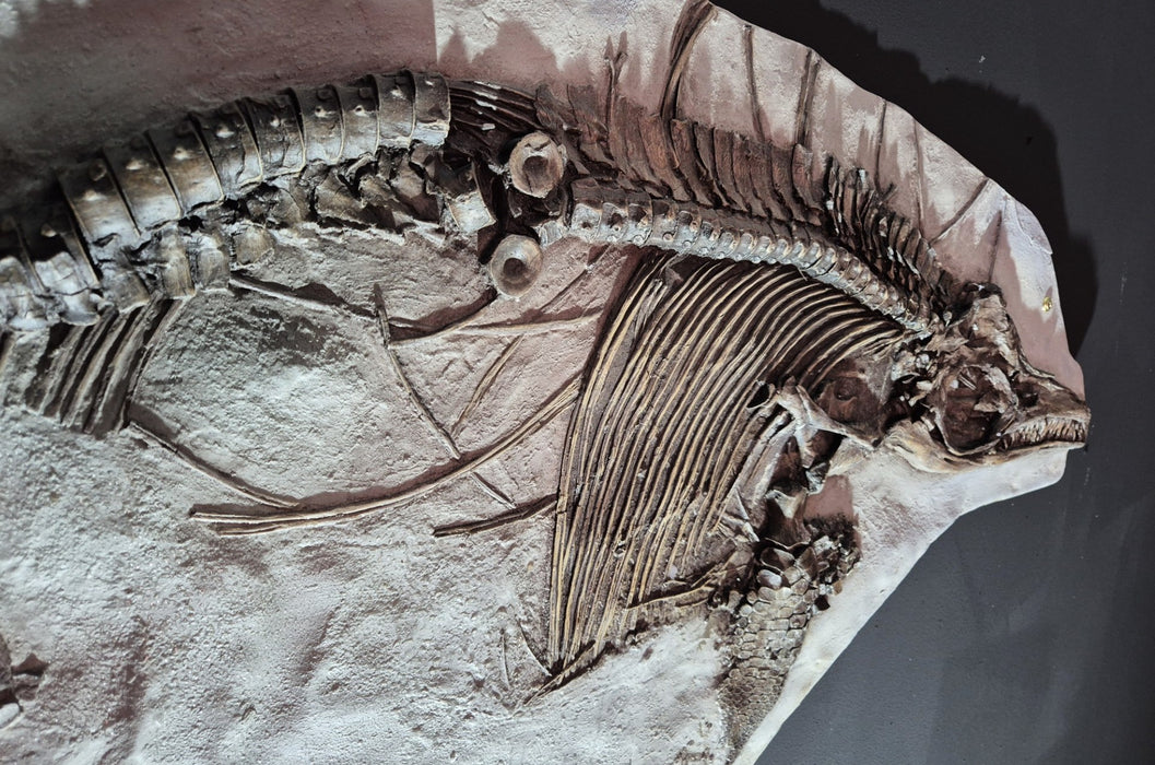 Icthyosaur breviceps Life Sized Cast