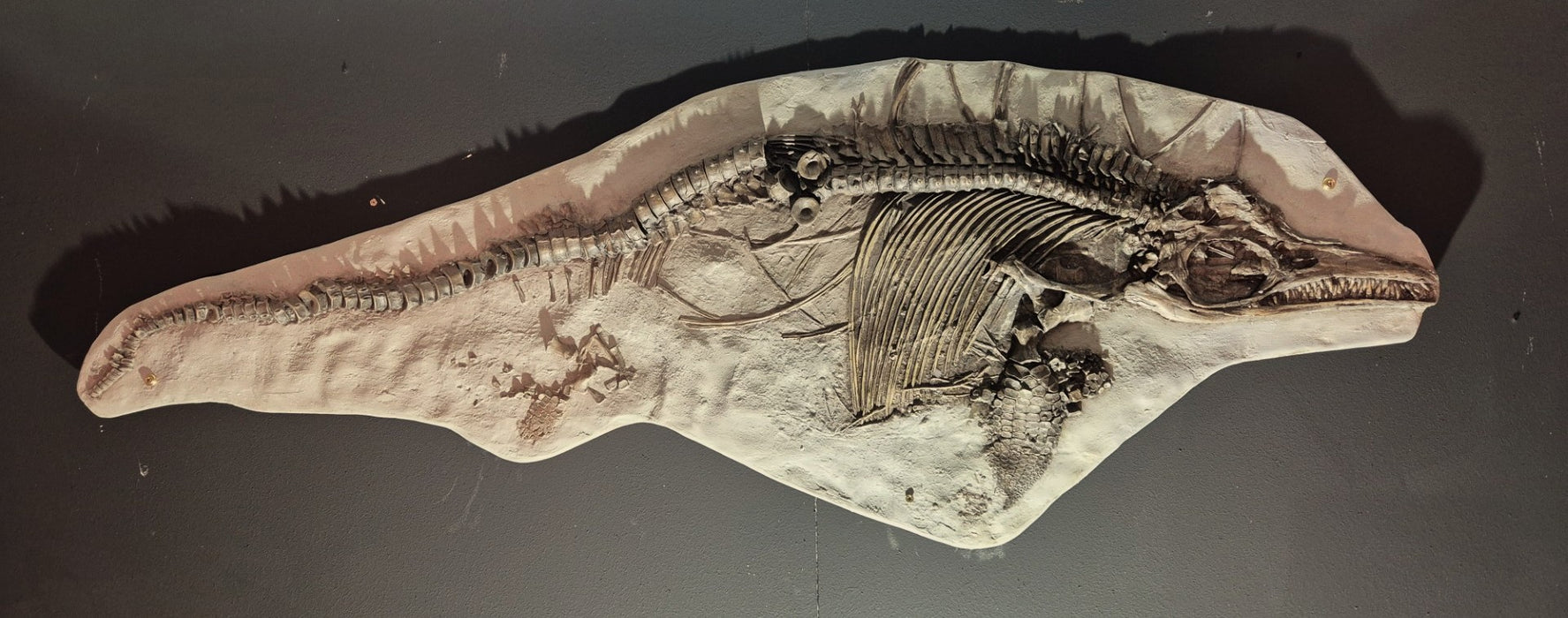 Icthyosaur breviceps Life Sized Cast
