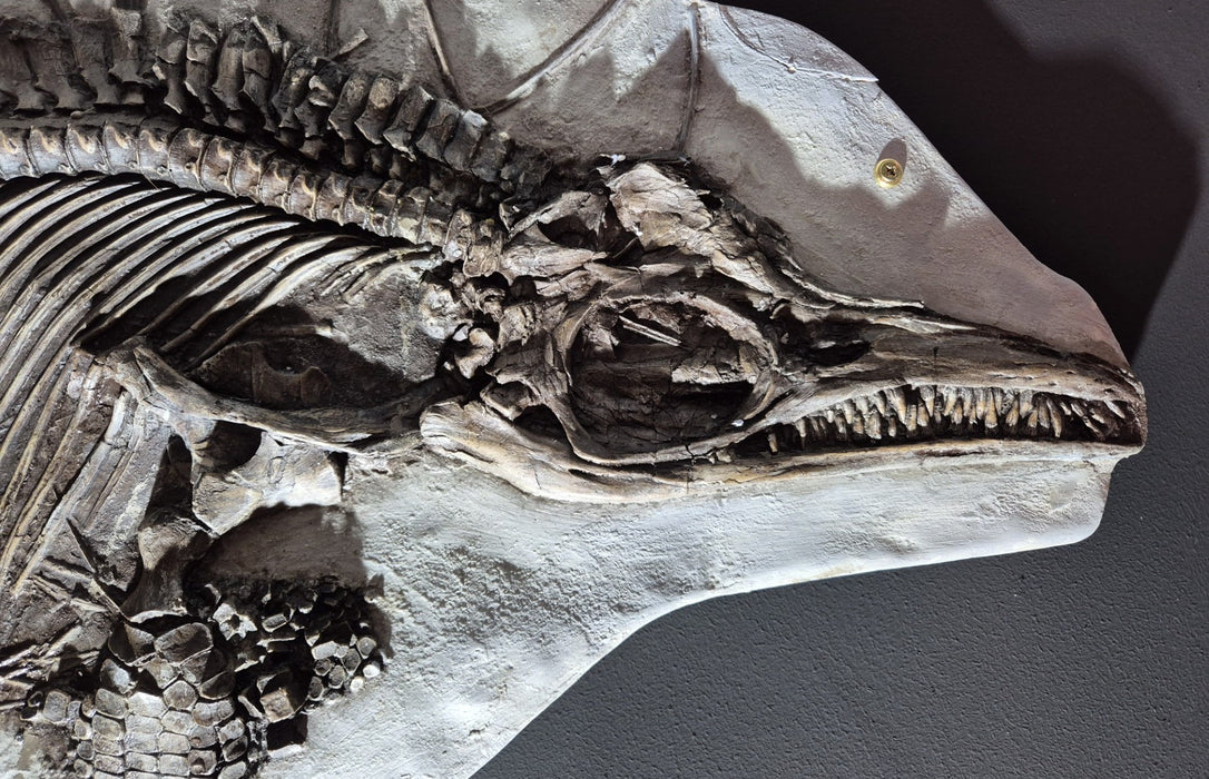 Icthyosaur breviceps Life Sized Cast
