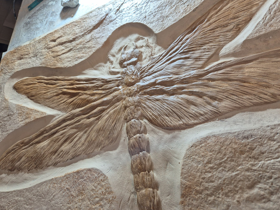 Lergest insect ever, Meganeura, Dragonfly ancestor replica available from The Prehistoric Store