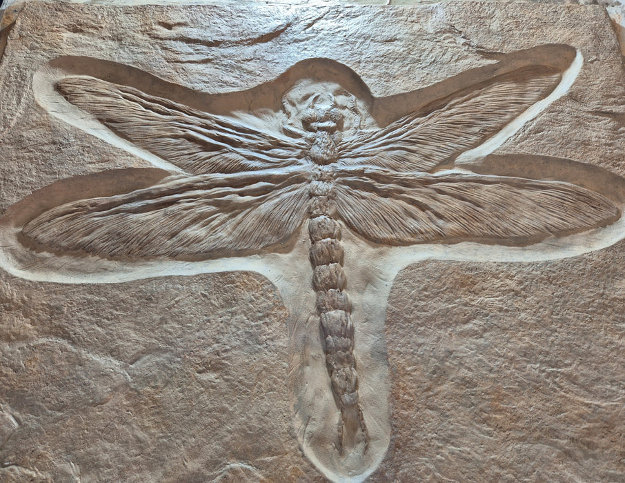 Meganeura 70cm Wingspan Replica Cast FREE Shipping UK