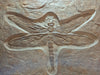 Meganeura dragonfly replica available from The Prehistoric Store
