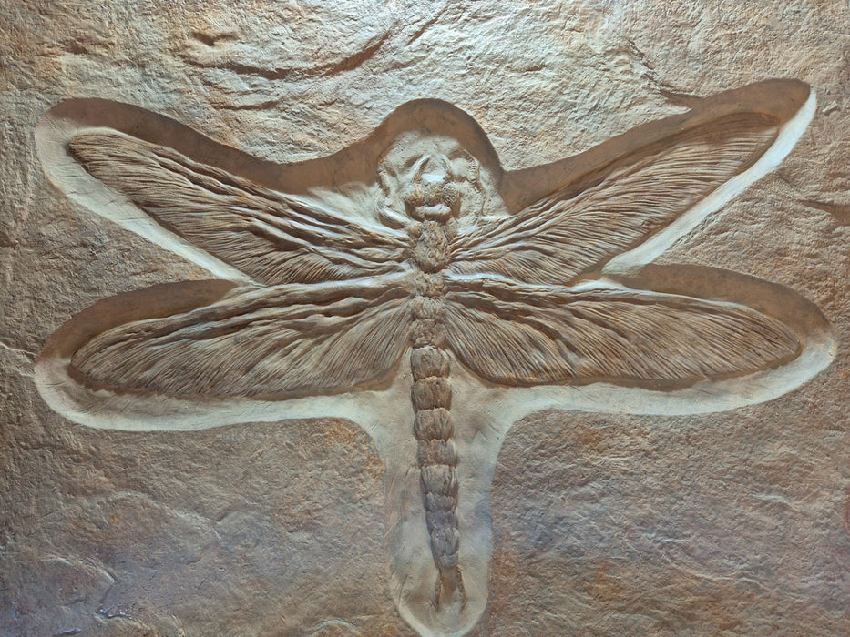 Meganeura dragonfly replica available from The Prehistoric Store