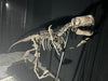 Utahraptor Skeleton available from the Prehistoric Store