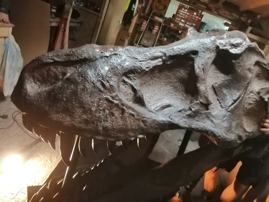 T rex full skull as per brief
