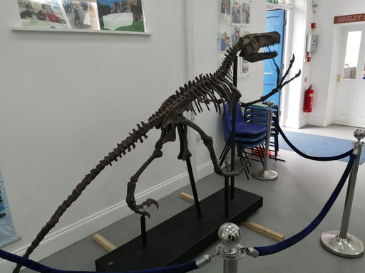 10 Foot Utahraptor Skeleton available from The Prehistoric Store