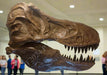 Tyrannosaurus rex replica skull for sale, The Prehistoric Store