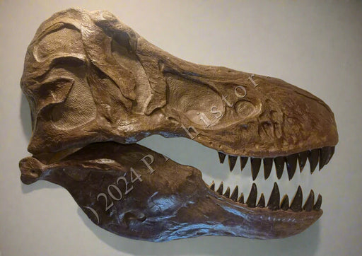 Tyrannosaurus rex replica skull for sale, The Prehistoric Store