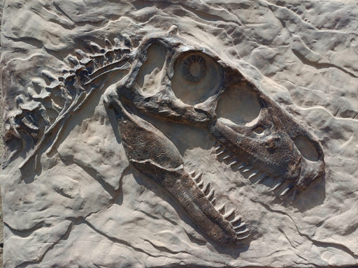 Utahraptor wall dsiplay replica for sale The Prehistric Store