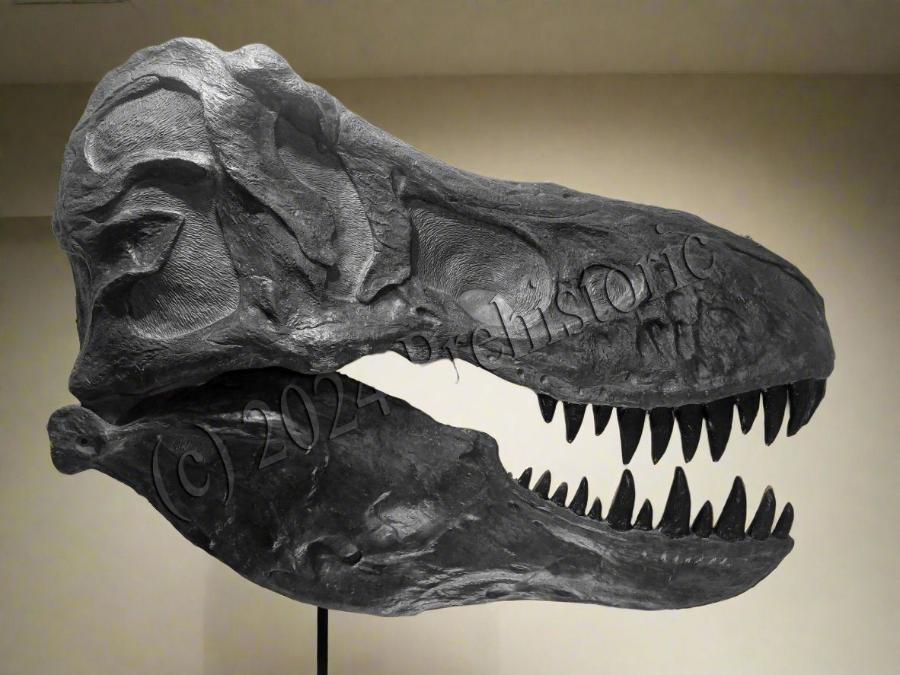 Tyrannosaurus Life Sized Wall Mountable Display Skull