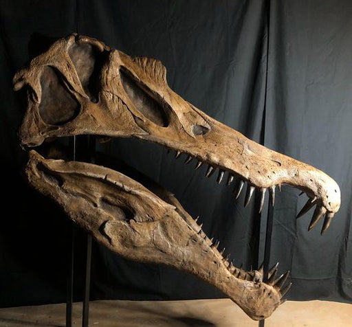New Spinosaurus Skull Life Sized Replica From The Prehistoric Store