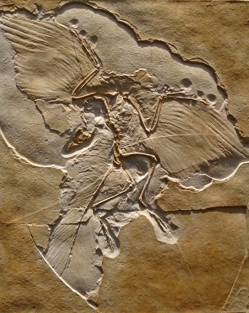 High detailed reproduction of our Archaeopteryx, finished in original colour from The Prehistoric store