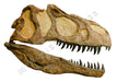 Allosaurus skull replica for sale, fossil replica of a life sized Dinosaur skull