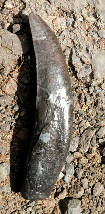 Allosaurus Tooth Replica The Prehistoric Store