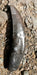 Allosaurus Tooth Replica The Prehistoric Store