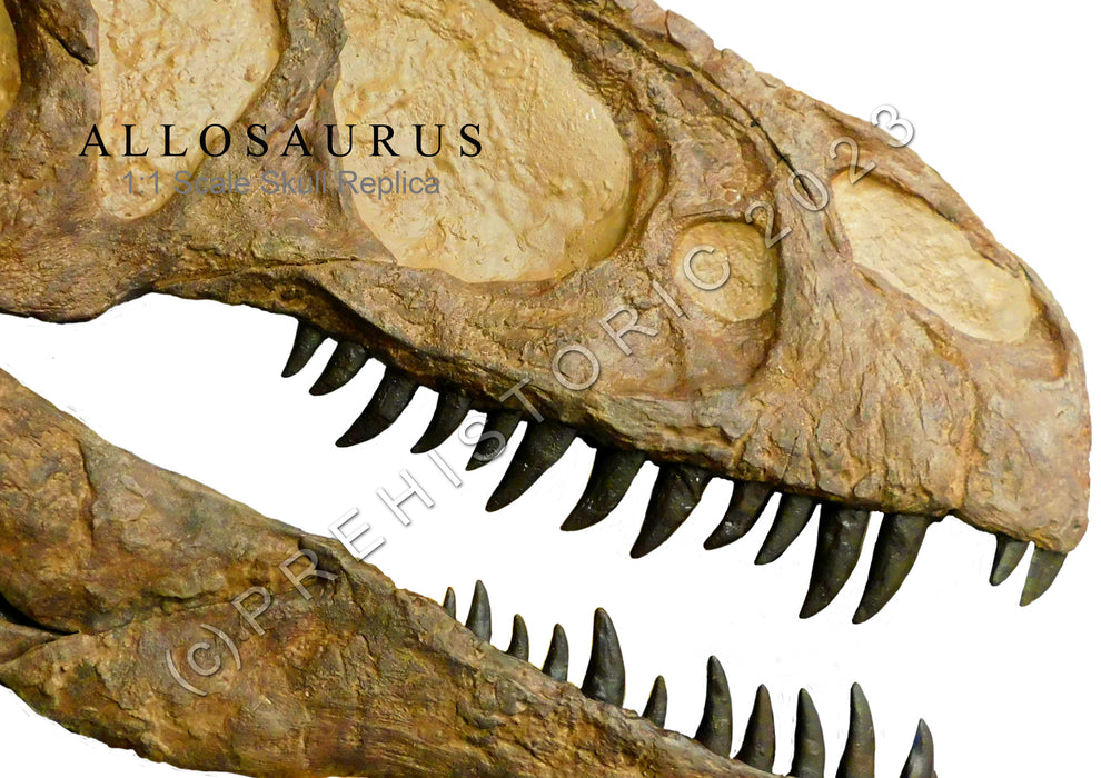 Allosaurus Half Skull Wall Display 87cm long
