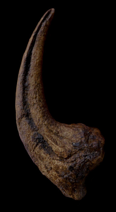 Allosaurus Claw Replica From The Prehistoric Store