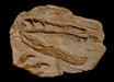 Baryonyx Skull In Matrix - Available From The Prehistoric Store