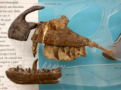 Megalosaurus bucklandii Museum GradeDisplay