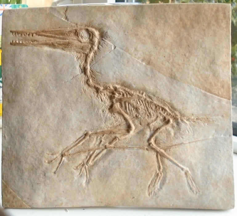 Pterodactylus Kochi Fossil Replica