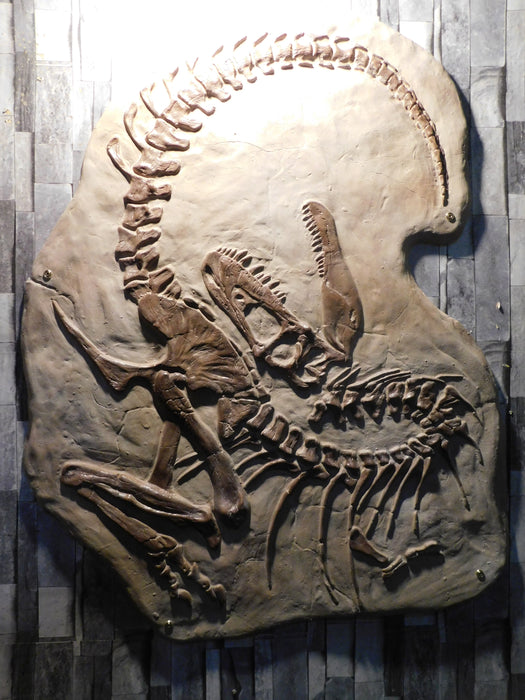 Death Pose Gorgosaurus Replica Available From The Prehistoric Store