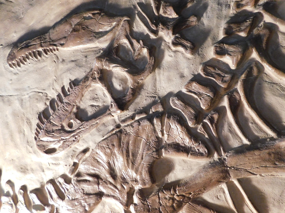 Juvenile Tyrannosaur Wall Display Panel 'Death Pose' 102cm X 80cm
