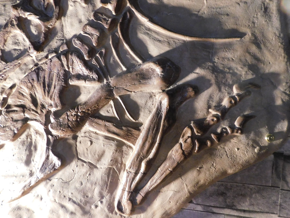 Juvenile Tyrannosaur Wall Display Panel 'Death Pose' 102cm X 80cm
