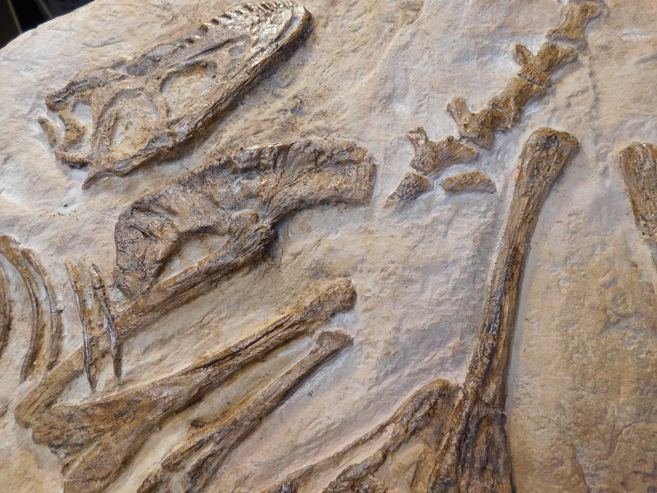 Juvenile Tarbosaurus Bataar Replica available from the Prehistoric Store, United Kingdom