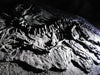 Utahraptor skeleton for Sale The Prehistoric Store