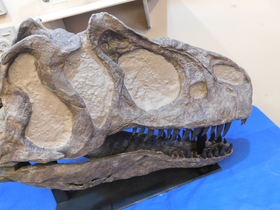 Allosaurus fragilis Life Sized Skull FREE SHIPPING WORLDWIDE