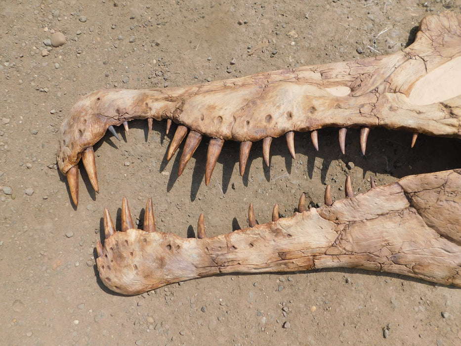 Spinosaurus aegyptiacus Life Sized Half Skull Wall Mount Replica