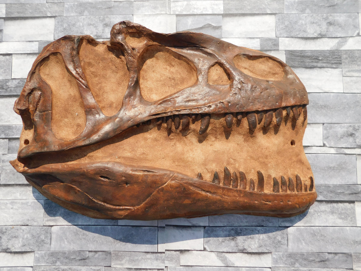 Allosaurus 52cm Fossil Brown Skull In Matrix — The Prehistoric Store