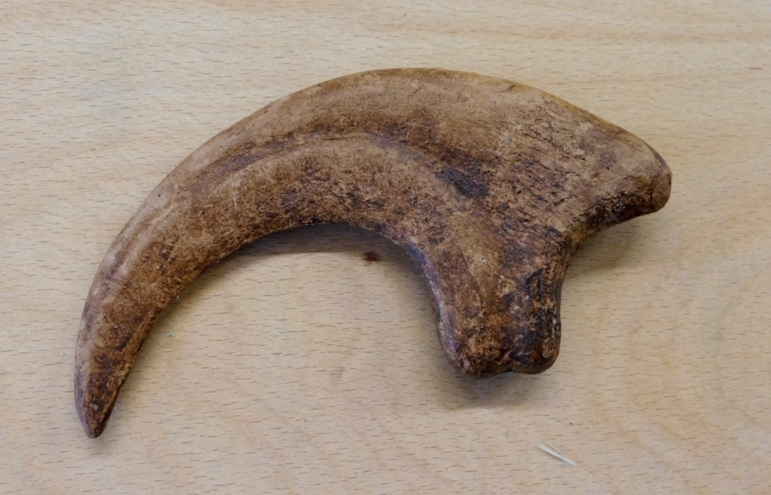 Dinosaur Claw from The Prehistoric Store