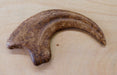 Dromaeosaur Claw From The Prehistoric Store