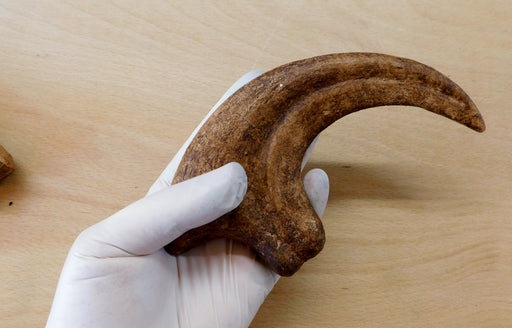 Dromaeosaur claw from The Prehistoric Store